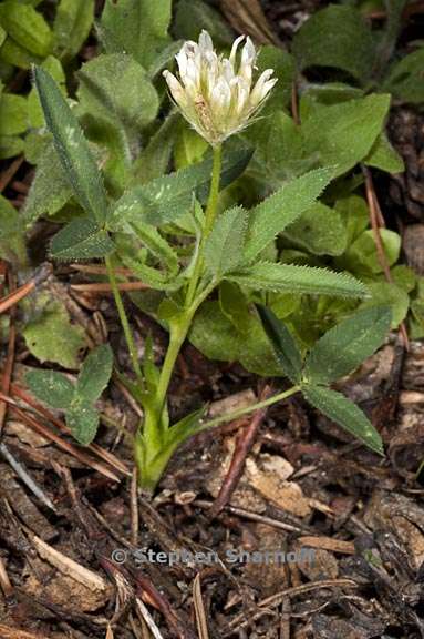 trifolium longipes 2 graphic